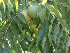 (Black Walnut) fruit (Black Walnut) fruit
