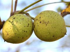(Black Walnut) fruits (Black Walnut) fruits