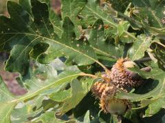(Bur Oak) fruit (Bur Oak) fruit