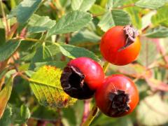 (Early Wild Rose) fruit (Early Wild Rose) fruit