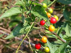 (Bittersweet Nightshade) fruit (Bittersweet Nightshade) fruit