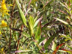 (Swamp Milkweed) fruit (Swamp Milkweed) fruit