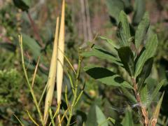 (Whorled Milkweed) fruit (Whorled Milkweed) fruit