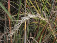 (Canada Wild Rye) (Canada Wild Rye)