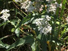 (Common Boneset) (Common Boneset)