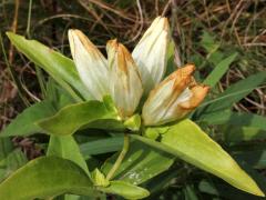 (Cream Gentian) (Cream Gentian)