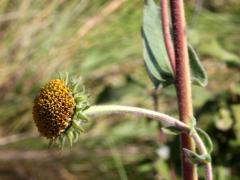 (Downy Sunflower) (Downy Sunflower)