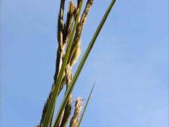 (Prairie Cord Grass) fruit (Prairie Cord Grass) fruit