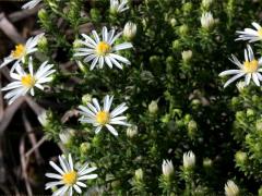 (Heath Aster) (Heath Aster)