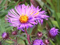 (New England Aster) (New England Aster)