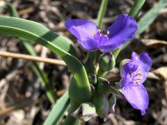 (Common Spiderwort) (Common Spiderwort)