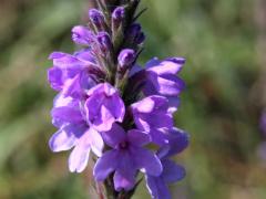 (Hoary Vervain) flowers (Hoary Vervain) flowers