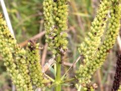 (Culver's Root) fruit (Culver's Root) fruit