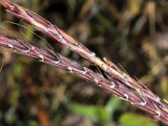 (Big Bluestem) fruit (Big Bluestem) fruit