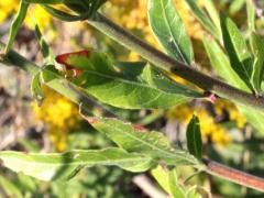 (Biennial Gaura) leaves (Biennial Gaura) leaves