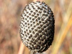 (Yellow Coneflower) fruit (Yellow Coneflower) fruit