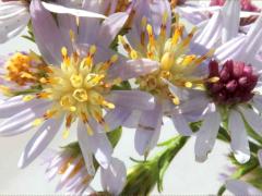 (Drummond's Aster) flowers (Drummond's Aster) flowers