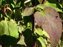 (Drummond's Aster) leaves (Drummond's Aster) leaves