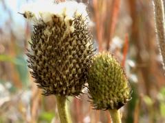 (Thimbleweed) fruit (Thimbleweed) fruit