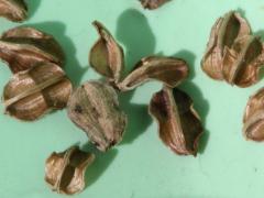 (Common Spiderwort) fruit (Common Spiderwort) fruit