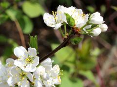 (Crab Apple) (Crab Apple)