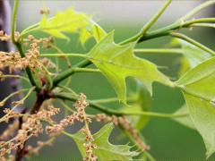 (Pin Oak) (Pin Oak)