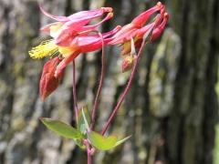(Wild Columbine) (Wild Columbine)