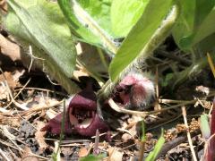 (Reflexed Wild Ginger) flowers (Reflexed Wild Ginger) flowers
