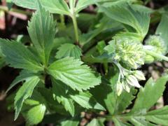 (Virginia Waterleaf) (Virginia Waterleaf)