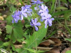 (Woodland Phlox) (Woodland Phlox)