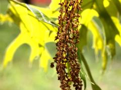 (Pin Oak) catkins (Pin Oak) catkins
