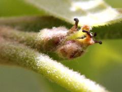 (Pin Oak) female flower (Pin Oak) female flower