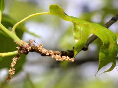 (Red Oak) catkins (Red Oak) catkins