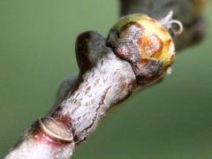 (Red Oak) female flower (Red Oak) female flower