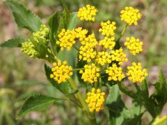 (Golden Alexanders) (Golden Alexanders)