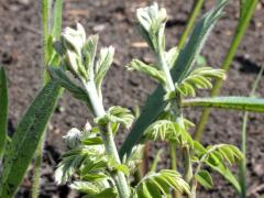 (Lead Plant) (Lead Plant)
