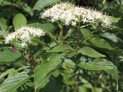 (Gray Dogwood) flowers (Gray Dogwood) flowers