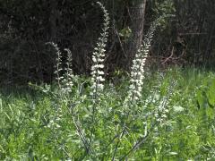 (White False Indigo) (White False Indigo)
