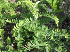 (Leafy Prairie Clover) (Leafy Prairie Clover)