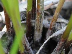 (Needle Spike Rush) culm (Needle Spike Rush) culm