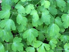 (False Rue Anemone) (False Rue Anemone)