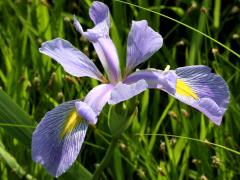 (Blue Flag Iris) shrevei (Blue Flag Iris) shrevei