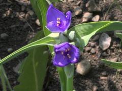 (Common Spiderwort) (Common Spiderwort)