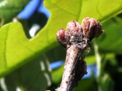 (White Oak) buds (White Oak) buds
