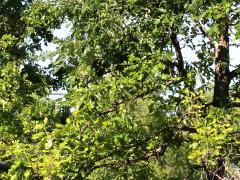 (Bur Oak) (Bur Oak)