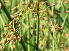 (Soft-stemmed Bulrush) (Soft-stemmed Bulrush)