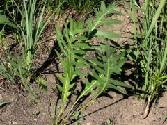 (Compass Plant) (Compass Plant)