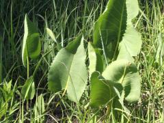 (Prairie Dock) plant (Prairie Dock) plant