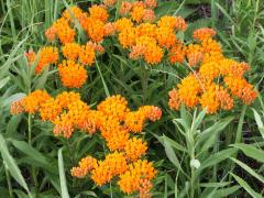 (Butterfly Milkweed) (Butterfly Milkweed)