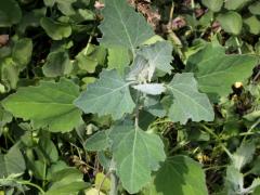 (Lamb's Quarters) (Lamb's Quarters)